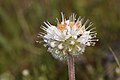 Hydrophyllum capitatum