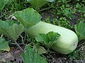 cultivar of the Clavata Group