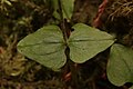 Listera cordata