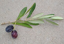 Olive leaves and fruit.jpg