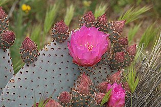 Opuntia basilaris