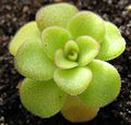 Pinguicula agnata