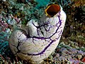 35 Tunicate komodo uploaded by Nhobgood, nominated by Citron