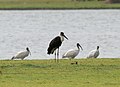 With Threskiornis melanocephalus; Pocharam Lake, Andhra Pradesh, India