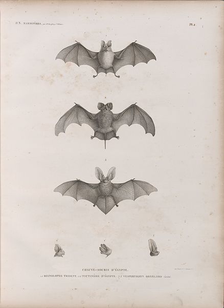 Pl.2 - Chauve-souris d'Égypte 1.1' Rhinolophe trident 2.2' Nyctinôme d'Égypte 3.3' Vespertilion oreillard, variété