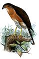 English: Japanese Sparrowhawk Accipiter gularis (cat.)