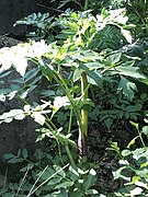 Angelica atropurpurea Purple-stemmed Angelica.jpg