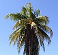 Coconut Tree