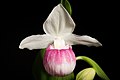 Cypripedium reginae