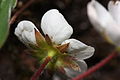 Fragaria virginiana