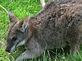 Macropus parma