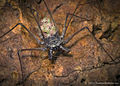 Tailless whip scorpion (Paraphrynus) wity youngs