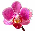 Phalaenopsis flower with varying levels of JPEG compression