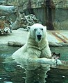 Polar bear at SD Zoo