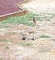 Antelope Jackrabbit