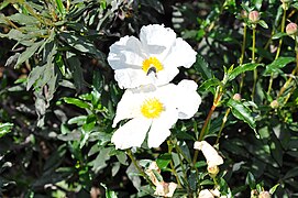 Cistus ladanifer 01.jpg