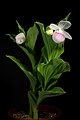 Cypripedium reginae