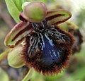 Ophrys speculum Samandağ, Hatay province, Turkey