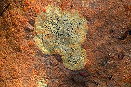 Orange coloured rock yellow lichen base 070717.jpg