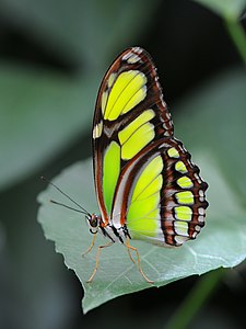 Philaethria dido (Scarce Bamboo Page)