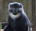 Cercopithecus preussi (cat.)