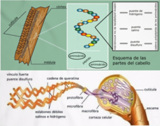 Queratina cabello.png