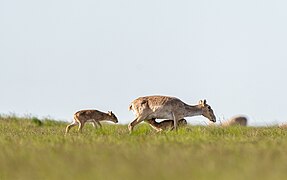 Saiga tatarica, Bokeiorda Reserve, Kazakhstan DIL00119.jpg