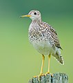 20 Upland Sandpiper (Bartramia longicauda) uploaded by Johnath, nominated by Mmxx