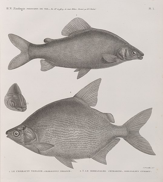 Pl.5 - 1. Le Characin nefasch (Characinus nefasch) 2. Le Serrasalme citharine (Serrasalmus citharus)