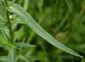 Achillea ptarmica