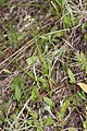 Antennaria racemosa