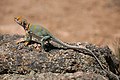 26 Collared Lizard (Crotaphytus collaris) uploaded by Dschwen, nominated by Richard Bartz