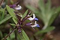 Collinsia parviflora