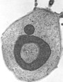 Desmarella moniliformis mitochondium (TEM)