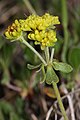 Eriogonum umbellatum