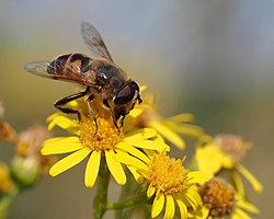 Drone fly (Eristalis tenax) on Ragwort (Jacobaea vulgarise)