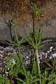 Galium aparine