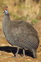 Helmeted Guineafowl