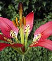 Lilium catesbaei, flora, centre detail