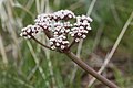 Lomatium canbyi