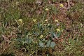 Lomatium nudicaule