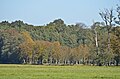 Nature reserve Moenchbruch