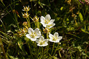 Parnassia palustris