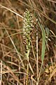 Piperia elegans