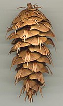 Cone