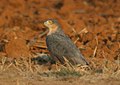 English: Rufous-breasted Sparrowhawk Accipiter rufiventris (cat.)