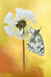 Schachbrett an Pusteblume