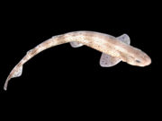 Scyliorhinus canicula