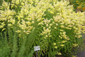 field of Solidago in full flowering