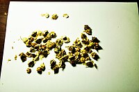 The seeds of Moringa oleifera.